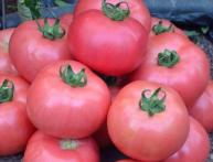 томат розмарин