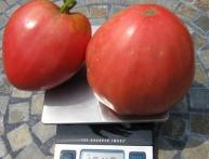 томат сенсей