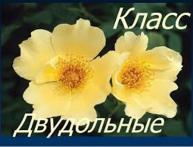 клаа двудольные