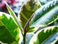 коричневые пятна на листьях