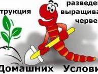 дождевые черви