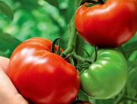 томат дворцовый