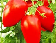 Петруша огородник