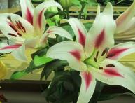 лилии высокие ОТ гибриды