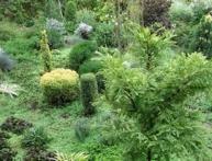 хвойные вечнозеленые