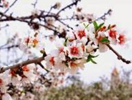 ветка миндаля