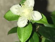 цветок мирта