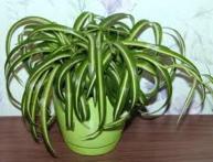 хлорофитум