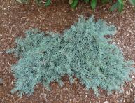 можжевельник Блю Стар посадка и уход