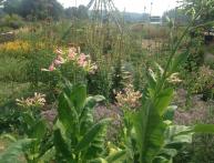 как выратить табак на даче