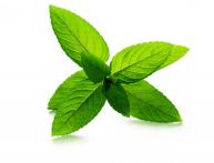 мята перчная выращивание