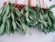 применение шалфея в кулинарии