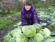 уборка урожая, где хранить капусту