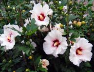 как укоренить гибискус из черенка