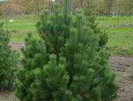 пересадка сосны осенью из леса