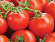 томат мечта лентяя, отзывы