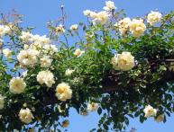 клаймбер розы что это такое