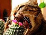 цветы в доме и животные