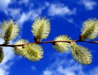 верба дерево или куст