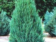 можжевельник skyrocket