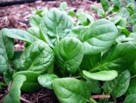 шпинат огородный