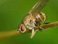 как бороться с луковой мухой