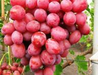 Виноград Дюжина Виноград Дюжина, описание и фото