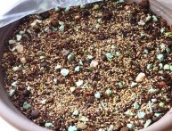 Литопсы из семян Литопсы из семян