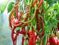 Перец Питон