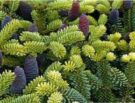 Пихта abies koreana