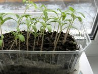 Рассада томатов вытянулась и стала тонкой, что делать