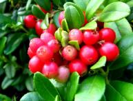 брусника обыкновенная