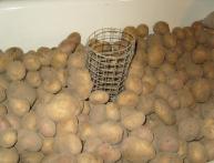 условия хранения картофеля