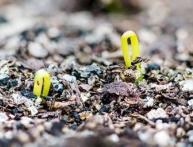 ростки сенчика