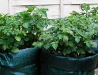 Выращивание картофеля в мешках