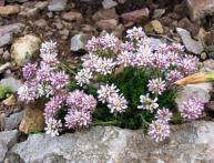 Иберис однолетний