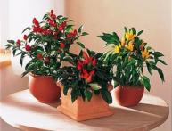 Острый перец