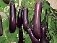 Баклажаны