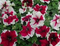 Петунии