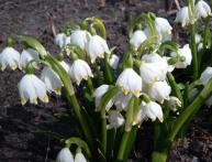 Белоцветник