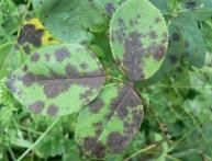 Пятнистость