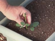 Посадка розы