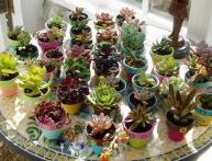 Суккуленты