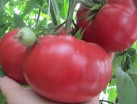 Розовый помидор