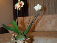 Цветущая орхидея