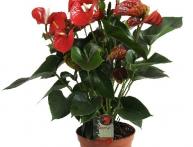 Антуриум цветение ( anturium)