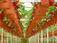 Клубника в теплице в горшках