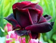 Black prince роза