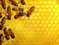 Пчёлы