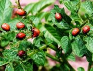 Колорадский жук молодой